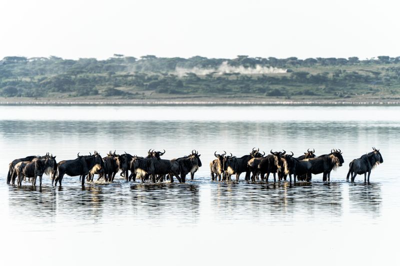 A herd of wildebeests crossing a body of water in the Mara Region, Tanzania.