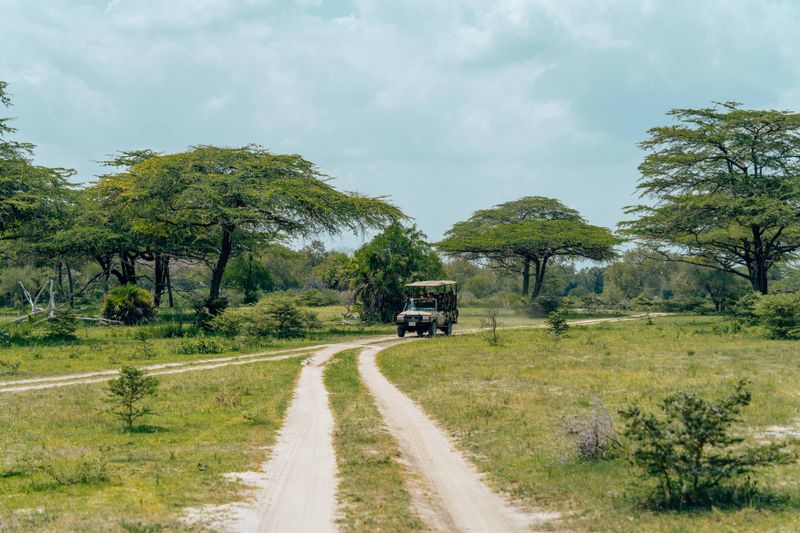 Safari vehicle driving through a lush African landscape with acacia trees on an unpaved road.