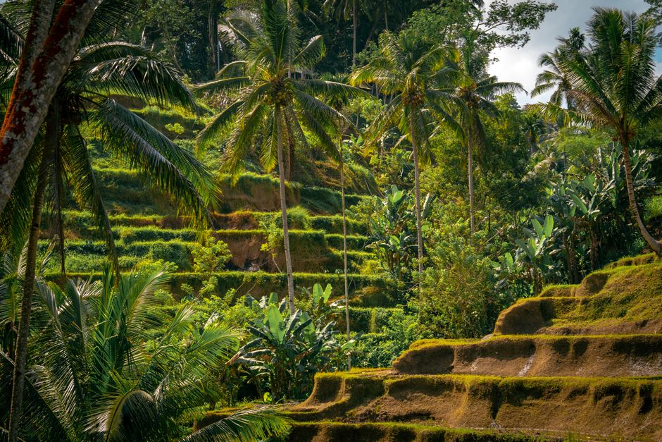 Bali