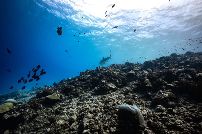 Captivating underwater scene featuring a shark swimming near a vivid coral reef in Fuvahmulah, Maldives.